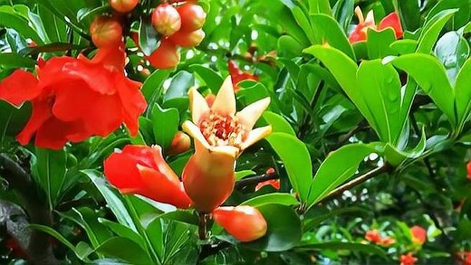 石榴 花